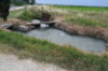 Camargue #1