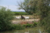 Camargue #2